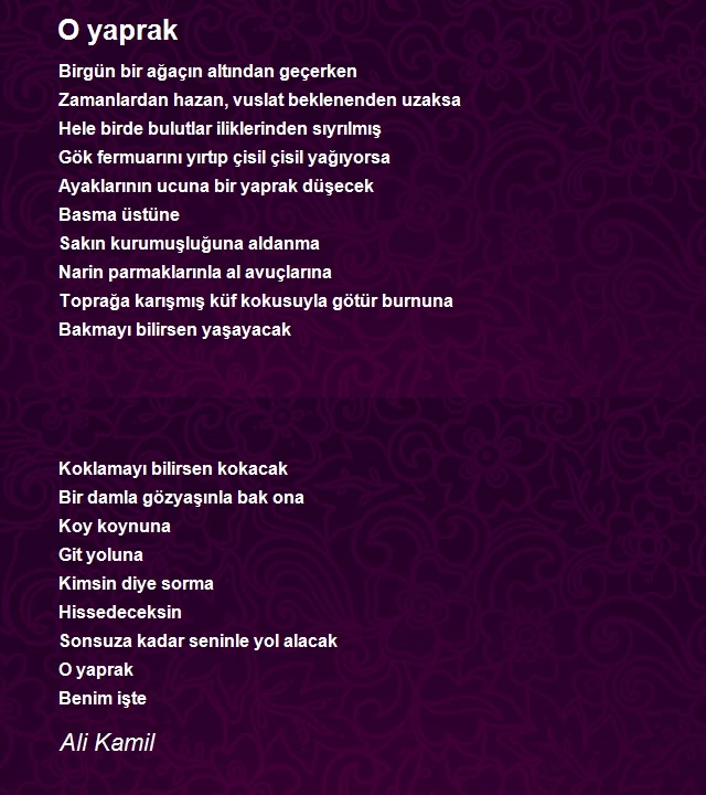 Ali Kamil