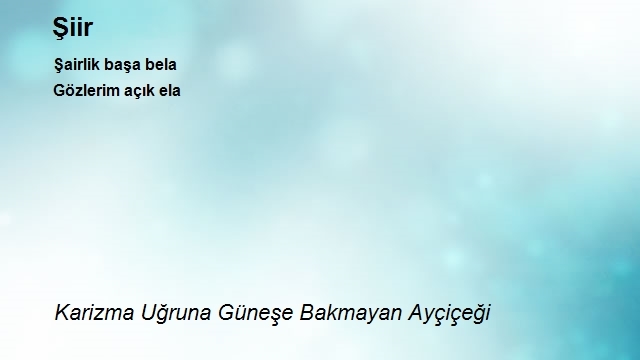 Karizma Uğruna Güneşe Bakmayan Ayçiçeği