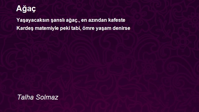 Talha Solmaz