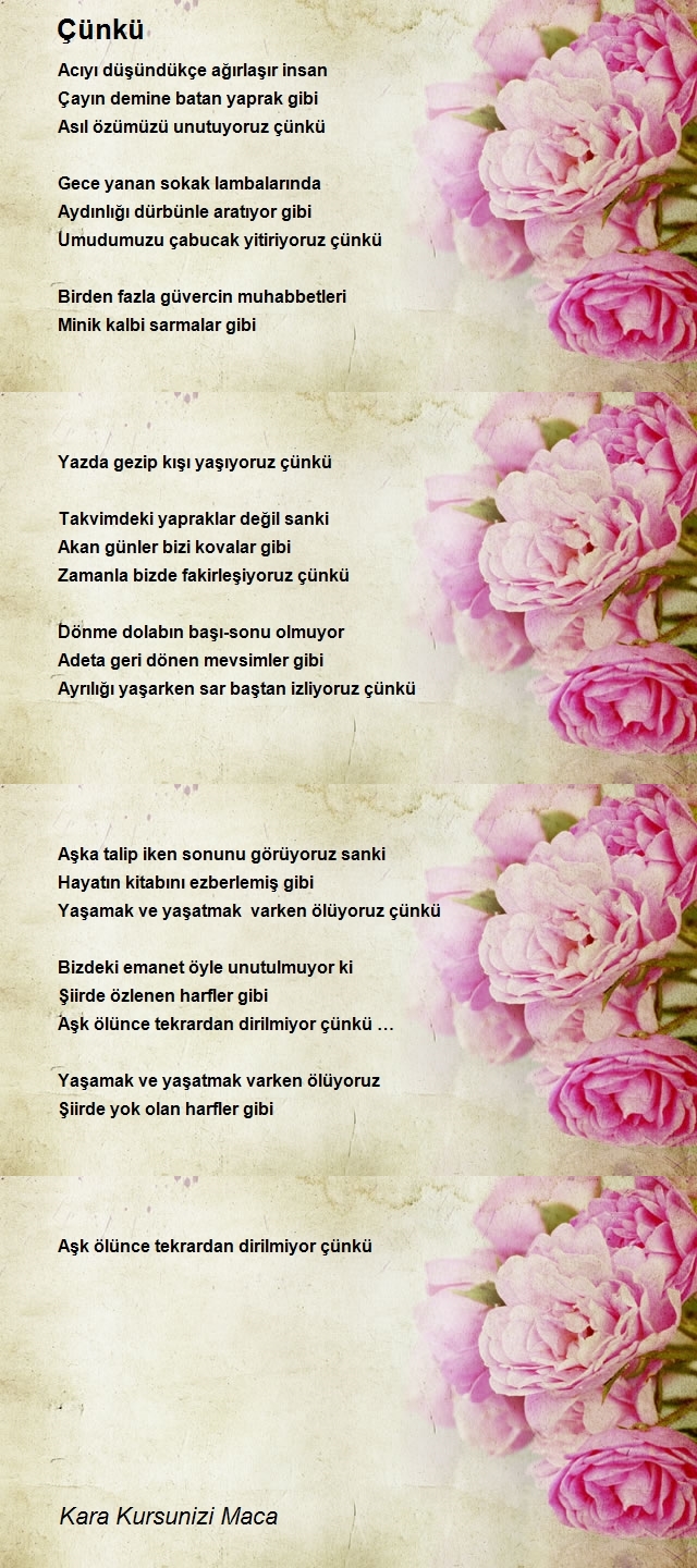 Kara Kursunizi Maca